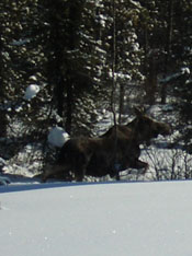 side profile moose.jpg